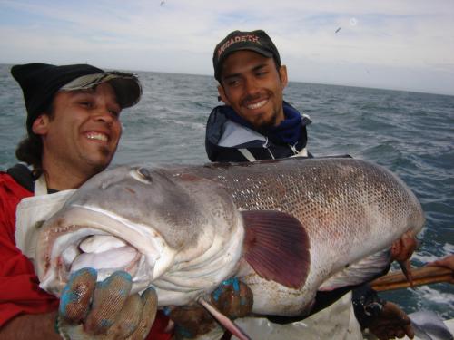 GIGANTES DEL MAR